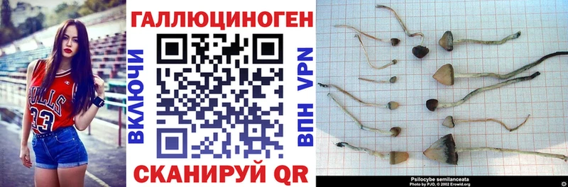 Псилоцибиновые грибы GOLDEN TEACHER  дарнет шоп  Александровское 